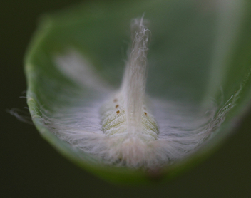 Little Metalmark caterpillar